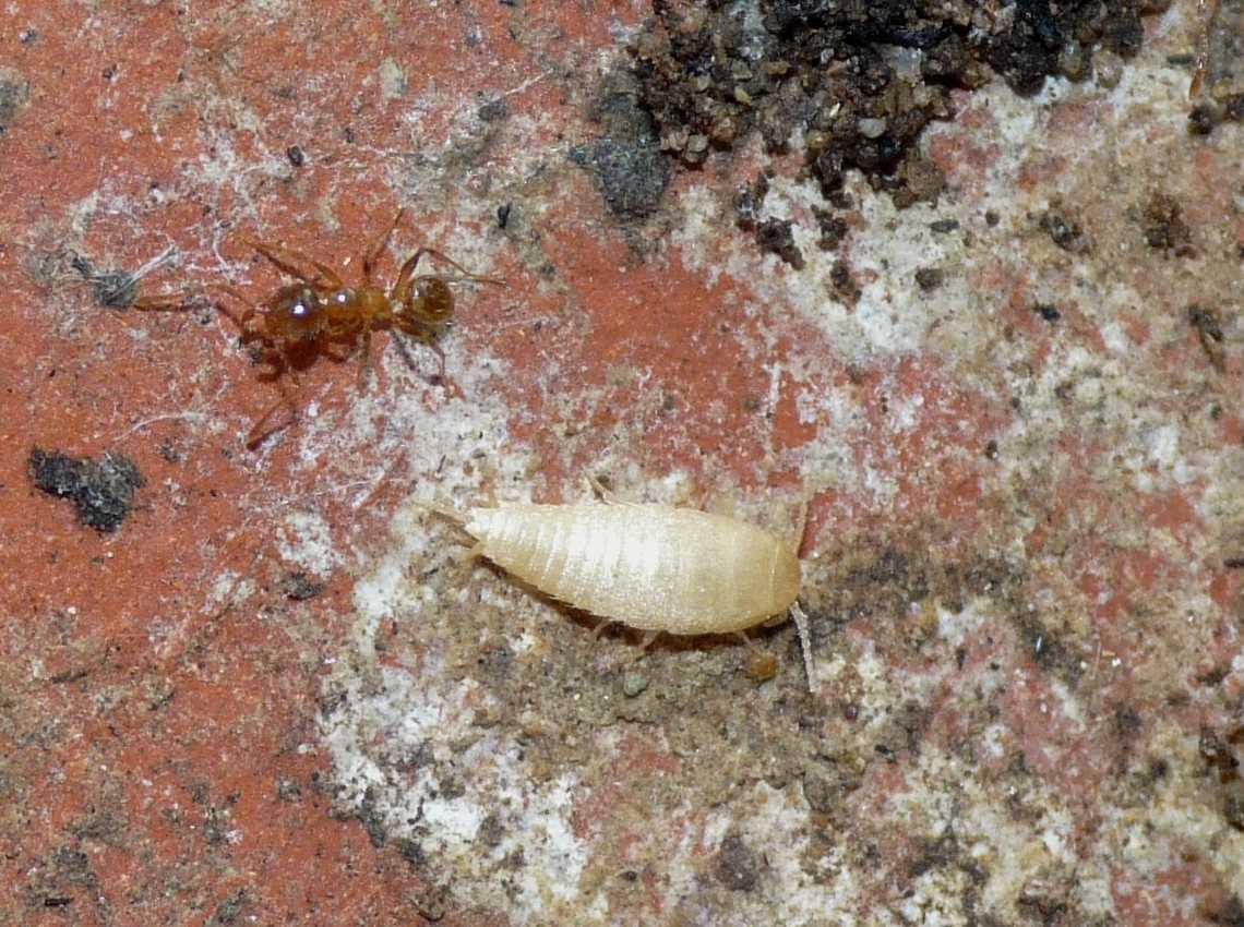 Atelura formicaria con formiche Pheidole